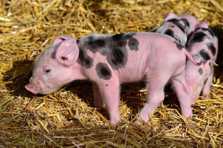 Jornada sobre Bienestar Animal en Ejea de los Caballeros
