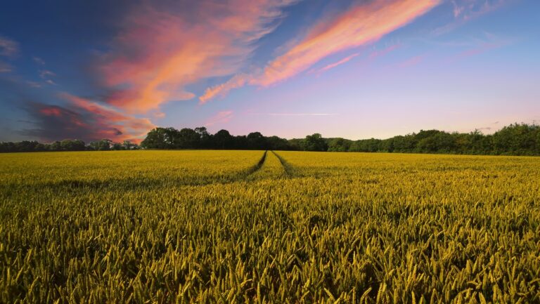 Aumenta el número de agricultores ecológicos en España